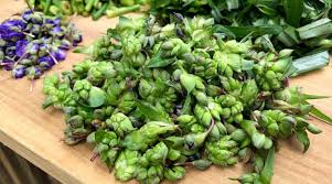 Attēlu rezultāti vaicājumam “Tradescantia virginiana”