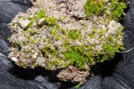 Attēlu rezultāti vaicājumam “Dicranella varia”