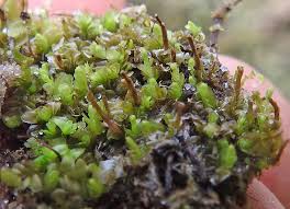 Attēlu rezultāti vaicājumam “Jungermannia subulata”