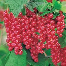 Bildergebnis für rote johannisbeeren