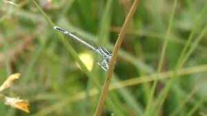 Attēlu rezultāti vaicājumam “Platycnemis pennipes male”