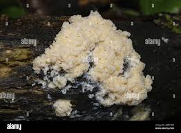 Attēlu rezultāti vaicājumam “Fuligo septica var. candida spores”