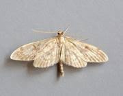 Attēlu rezultāti vaicājumam “Anania lancealis”