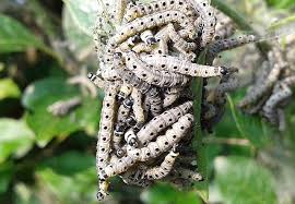 Attēlu rezultāti vaicājumam “Yponomeuta malinellus / cagnagella imago”