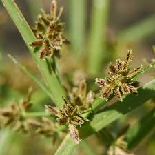 Attēlu rezultāti vaicājumam “Cyperus fuscus fruit”