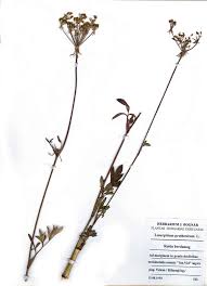 Attēlu rezultāti vaicājumam “Laserpitium pruthenicum”