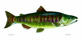 Image result for Oncorhynchus