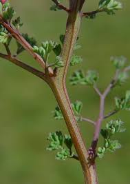 Attēlu rezultāti vaicājumam “Fumaria officinalis leaf”