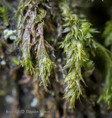 Attēlu rezultāti vaicājumam “Pseudotaxiphyllum elegans”