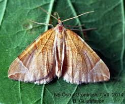 Attēlu rezultāti vaicājumam “Eulithis testata”