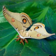 Attēlu rezultāti vaicājumam “Saturniidae”