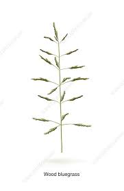 Attēlu rezultāti vaicājumam “Poa nemoralis”