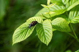 Attēlu rezultāti vaicājumam “Leptura quadrifasciata”