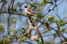 Attēlu rezultāti vaicājumam “Remiz pendulinus”