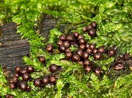 Attēlu rezultāti vaicājumam “Trichia botrytis”