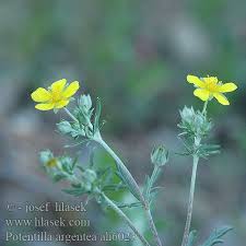 Attēlu rezultāti vaicājumam “Potentilla argentea”