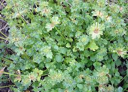 Attēlu rezultāti vaicājumam “Lamium amplexicaule leaf”