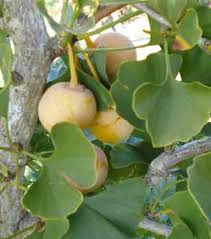 Attēlu rezultāti vaicājumam “Ginkgo biloba female flower”