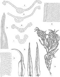 Attēlu rezultāti vaicājumam “Didymodon rigidulus sporophyte”