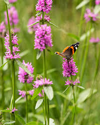 Attēlu rezultāti vaicājumam “Stachys”