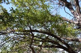 Attēlu rezultāti vaicājumam “Lycogala botrydium sessile”