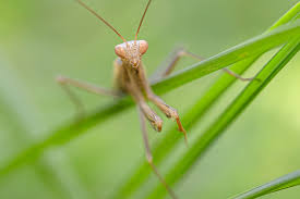 Attēlu rezultāti vaicājumam “Mantis religiosa”