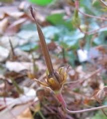 Attēlu rezultāti vaicājumam “Geranium bohemicum bud”