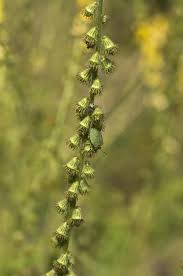 Image result for Agrimonia eupatoria