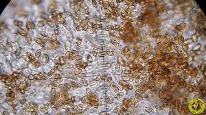 Attēlu rezultāti vaicājumam “Crepidotus versutus”