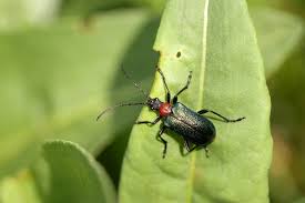 Attēlu rezultāti vaicājumam “Gaurotes virginea”