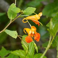 Attēlu rezultāti vaicājumam “Balsaminaceae”