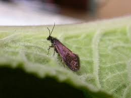 Attēlu rezultāti vaicājumam “Eriocraniidae”