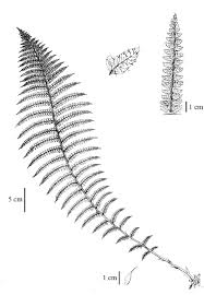 Attēlu rezultāti vaicājumam “Polystichum braunii”