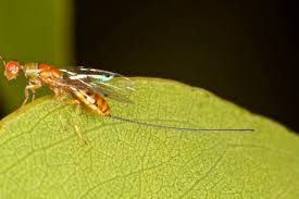 Attēlu rezultāti vaicājumam “Torymidae”