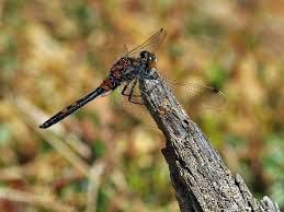 Attēlu rezultāti vaicājumam “Leucorrhinia dubia”