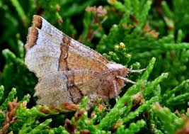 Attēlu rezultāti vaicājumam “Selenia dentaria imago”