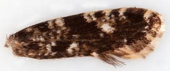 Attēlu rezultāti vaicājumam “Nemapogon cloacella”