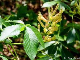 Attēlu rezultāti vaicājumam “Aesculus flava flower”