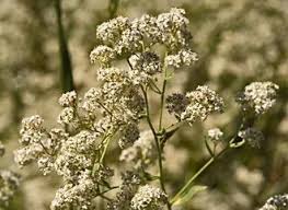 Attēlu rezultāti vaicājumam “Lepidium latifolium flower”