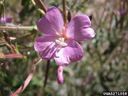Attēlu rezultāti vaicājumam “Epilobium hirsutum”