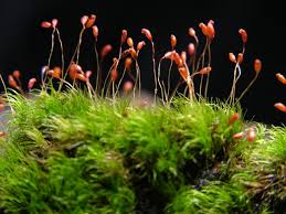 Attēlu rezultāti vaicājumam “Dicranella staphylina macro”