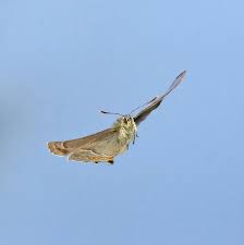Attēlu rezultāti vaicājumam “Favonius quercus underside”