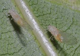 Attēlu rezultāti vaicājumam “Trioza dispar”