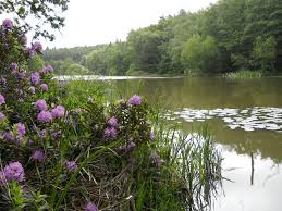 Image result for Crowborough & District Anglers Association