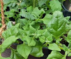 Image result for Neuseeländer Salat