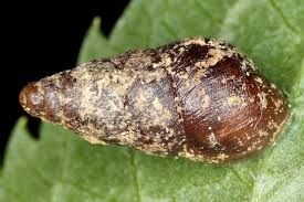 Attēlu rezultāti vaicājumam “Ena montana”