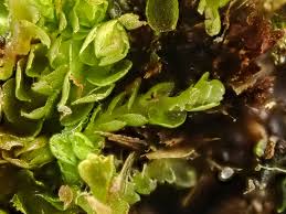 Attēlu rezultāti vaicājumam “Nardia geoscyphus”