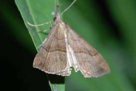 Attēlu rezultāti vaicājumam “Hypena proboscidalis”