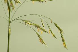 Attēlu rezultāti vaicājumam “Bromopsis inermis”