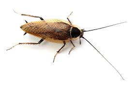 Attēlu rezultāti vaicājumam “Ectobius sylvestris female”